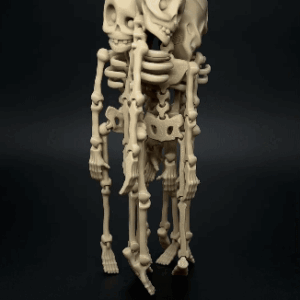 Skeleton
